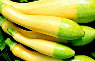 Zephyr Hybrid Summer Squash Seeds